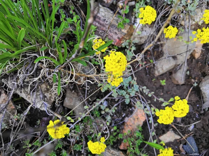 Photos every day - My, Baikal, Flowers, Skalnik