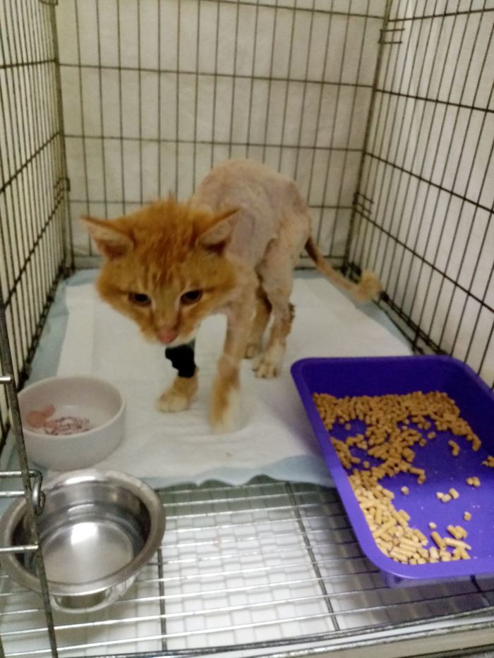 Минск. Мачулищи. Сильвер поправляется