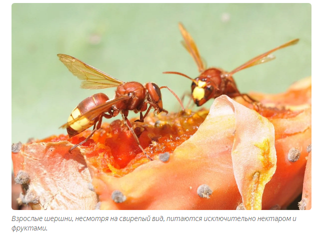 Eastern Hornet: Raiding raids in the hot wastelands of the south - Insects, Animals, Yandex Zen, Longpost