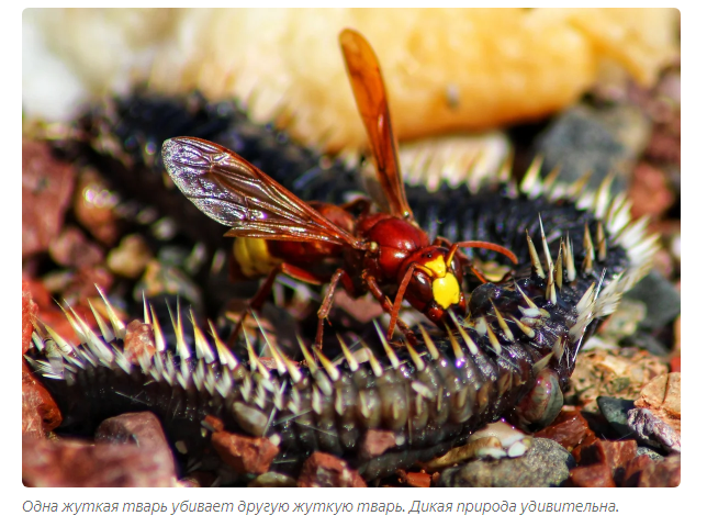 Eastern Hornet: Raiding raids in the hot wastelands of the south - Insects, Animals, Yandex Zen, Longpost