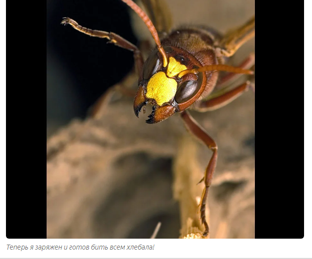 Eastern Hornet: Raiding raids in the hot wastelands of the south - Insects, Animals, Yandex Zen, Longpost