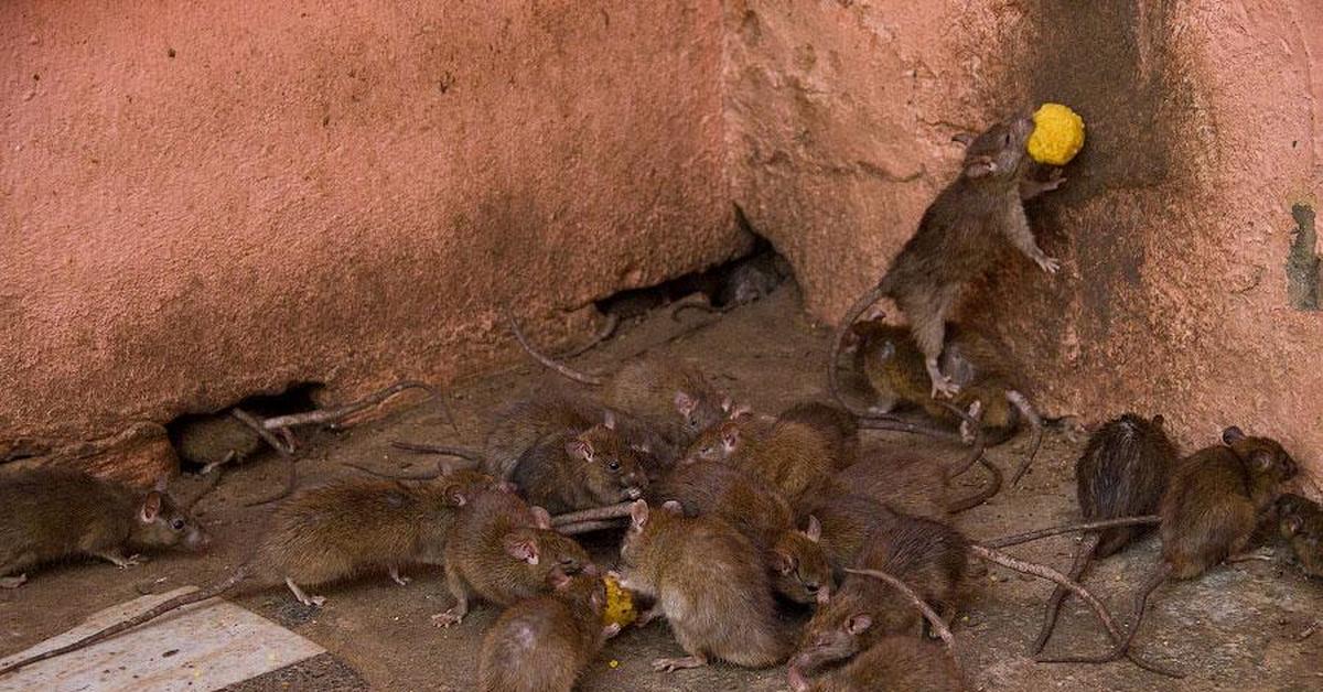 Самодельные ловушки для крыс: как приманить и словить животное