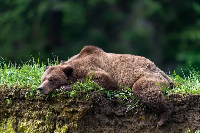 Tired bear sleeps - Dream, The Bears, Forest, Images