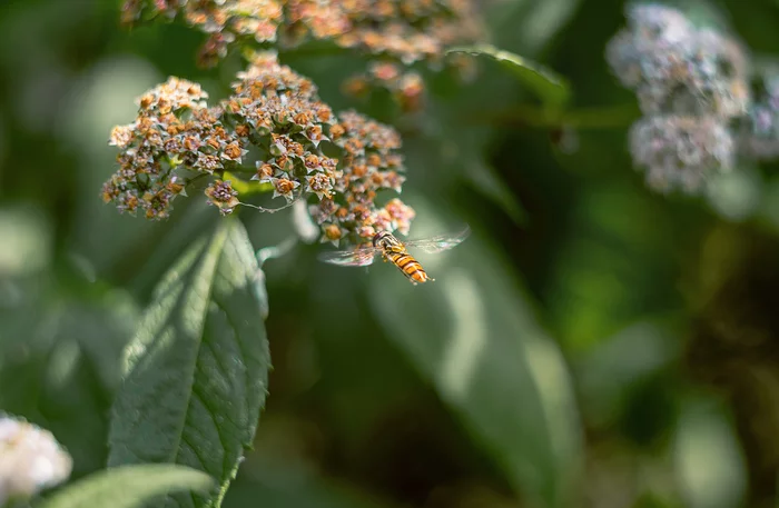 Flight of the Hoverfly - My, Nature, Муха, The photo, Flowers, Flight, Insects, hoverfly, Summer