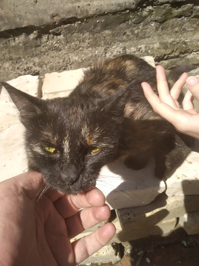 SOS. The cat needs help! Moscow - cat, Help, No rating, Longpost, Moscow