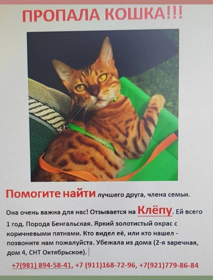 The cat is missing!!! Linen. Region Snt Oktyabrskoe - My, Saint Petersburg, Leningrad region, The strength of the Peekaboo, cat, Lost cat, Help, No rating