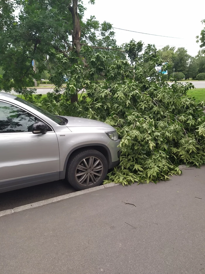 Lucky owner - My, Weather, Saint Petersburg, Auto, Tree, The fall, Luck