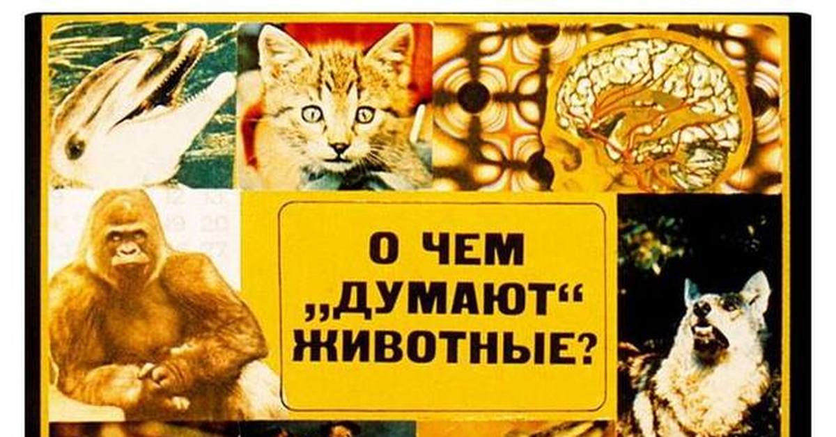 Ли звери. О чем думают животные. Думают ли животные. Диафильмы про животных. Картинка о чем думают животные.