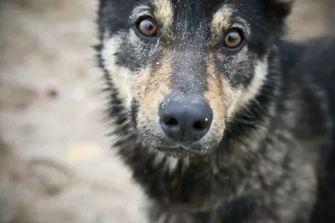 A dog's face was peeking out from under the train. But why didn't the dog run away? Looks like something was holding him there - My, Parenting, Real life story, Animal Rescue, Longpost, Dog, Yandex Zen