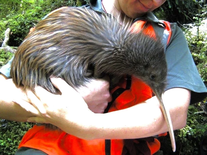 Kiwi bird - Birds, Kiwi, The size, Nature, Animals