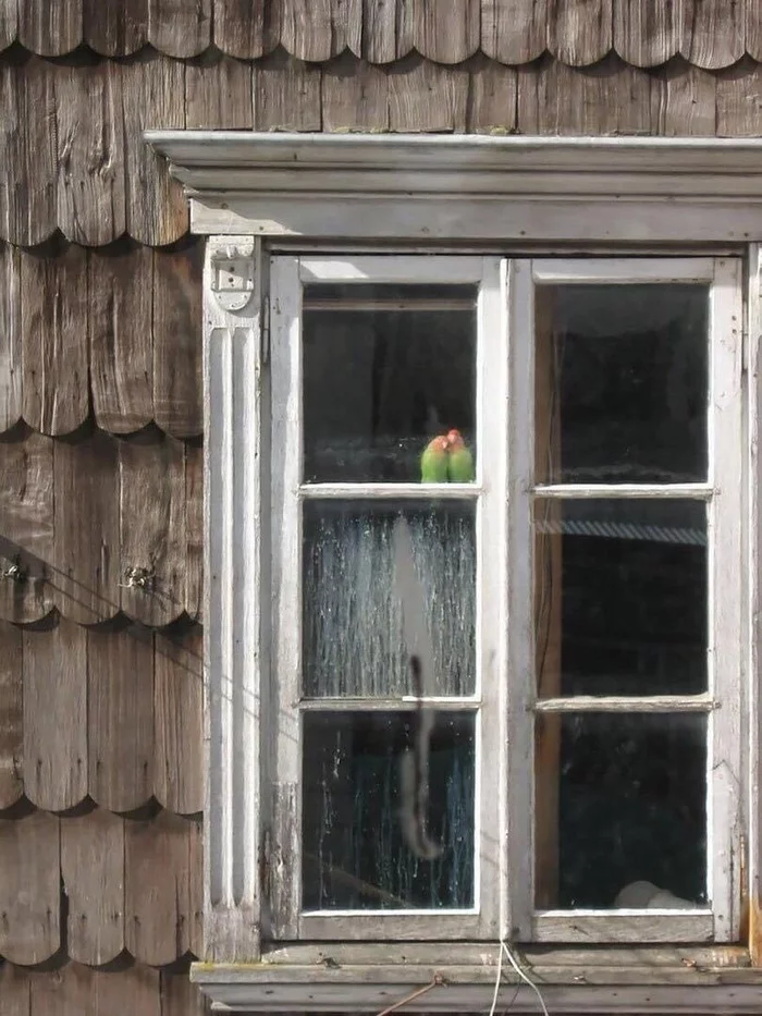 Observers - Birds, Window, A parrot, Lovebirds, Rose-cheeked lovebird