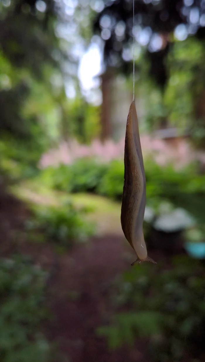 A slug that felt like a caterpillar... - My, Slug, Dacha, Nature, The descent, Rarity