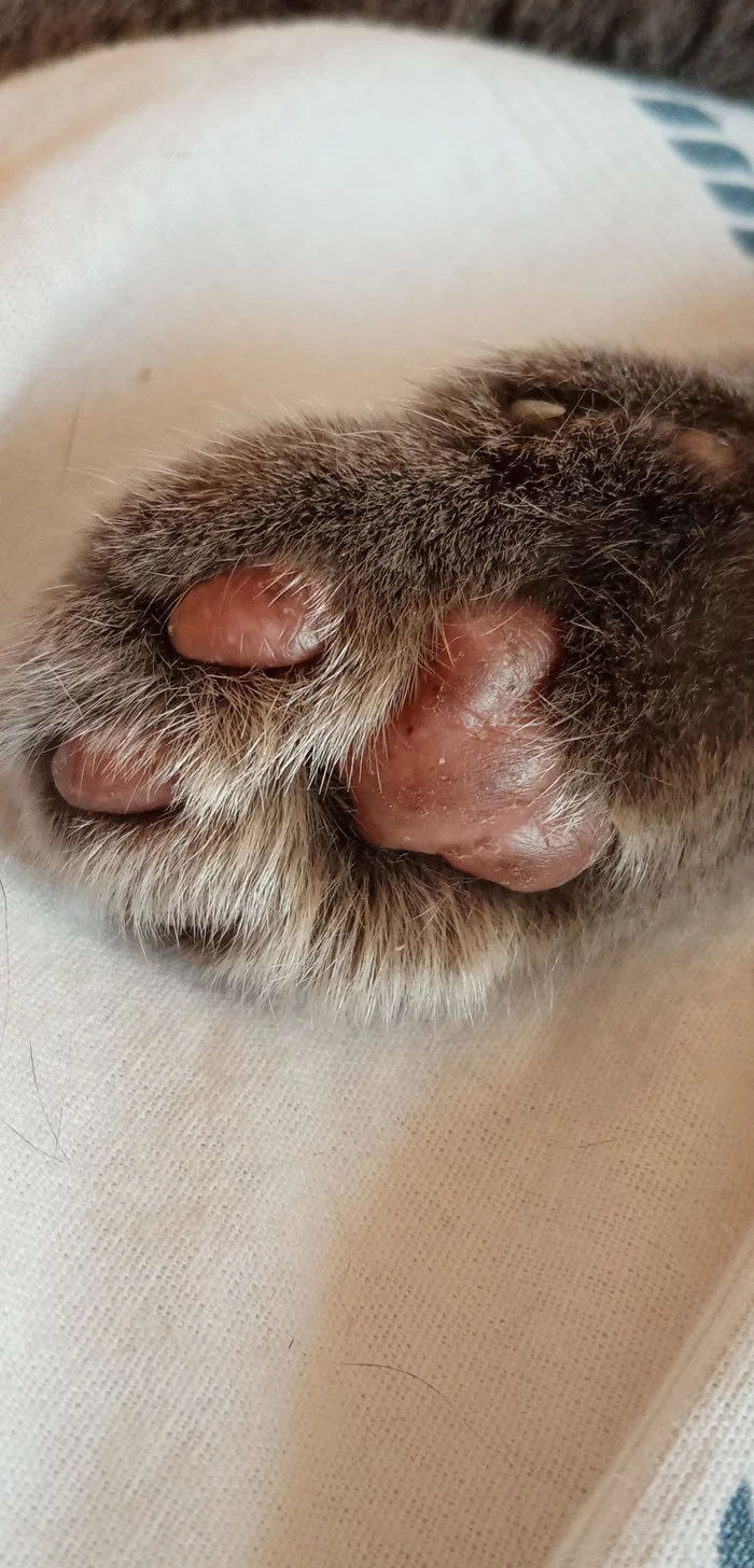 Cuteness and cuteness post - My, cat, Kittens, Nose, Fat cats, Longpost