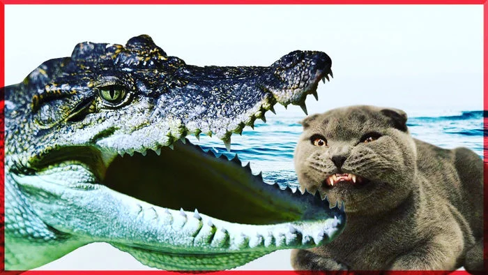 The cat was attacked by a crocodile - My, cat, Toys, Crocodiles, Video, Humor, Scottish lop-eared, Author's story