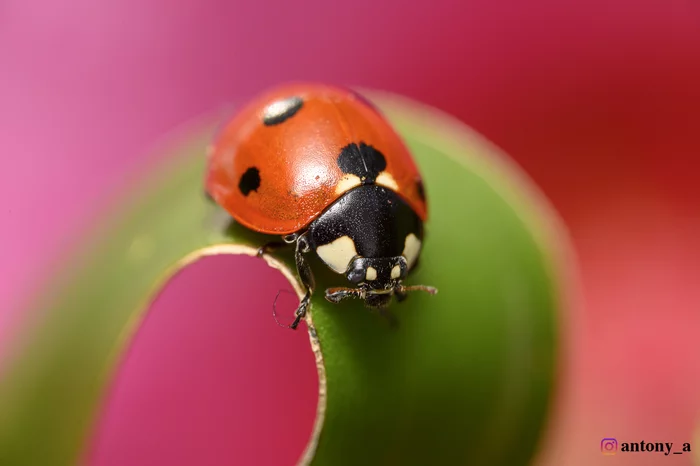 Ladybug - My, Insects, Macro, Macro photography, ladybug