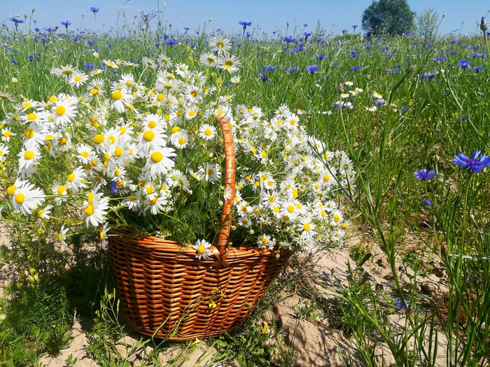 Случайный натюрморт