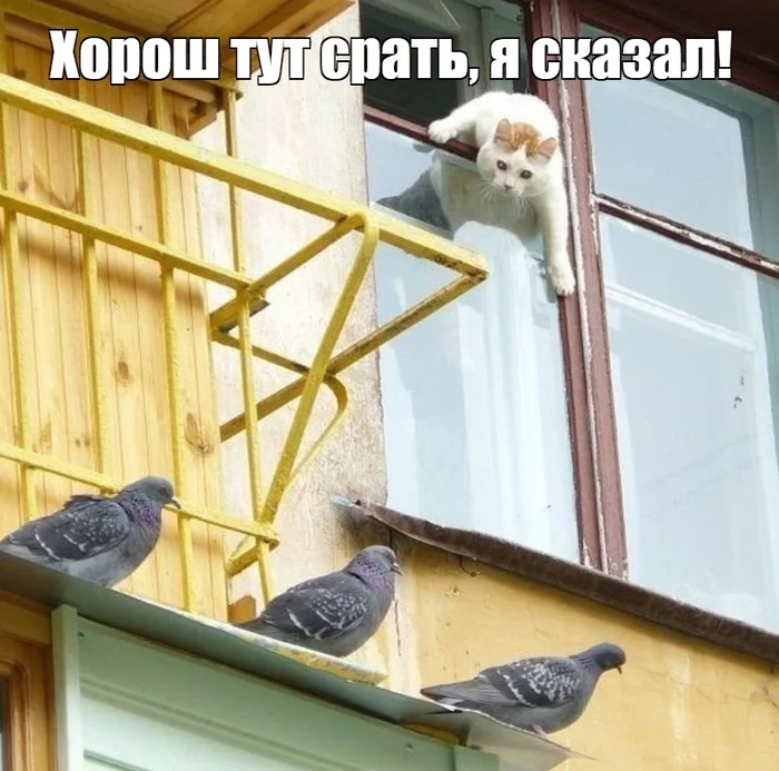 When did these birds get completely impudent! - cat, Humor, Picture with text, Memes, Pigeon