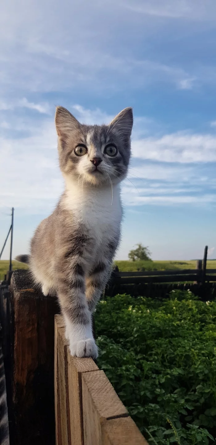 Rustic - My, Village, Cheremkhovo, Longpost, cat