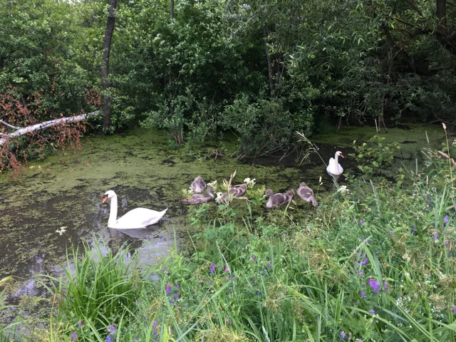 Swans with chicks - My, Minsk, Republic of Belarus, Swans, Chick, White Swan, Birds