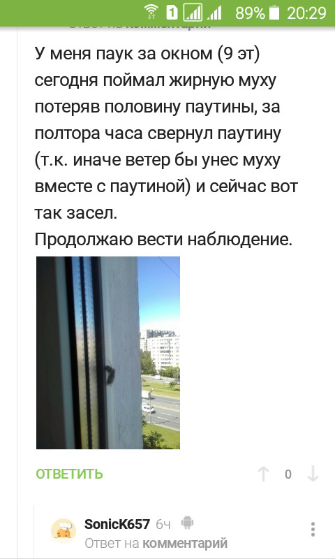 Паук за окном. День первый - Моё, Паук, Наблюдение, Скриншот, Комментарии на Пикабу, Длиннопост