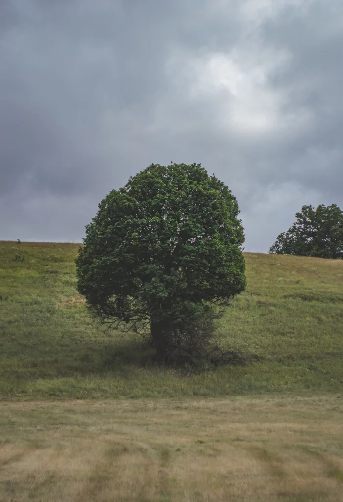 Summer. A little cloudy - My, The photo, Mainly cloudy, Pine Forest, Nikon d3200, Longpost, I want criticism