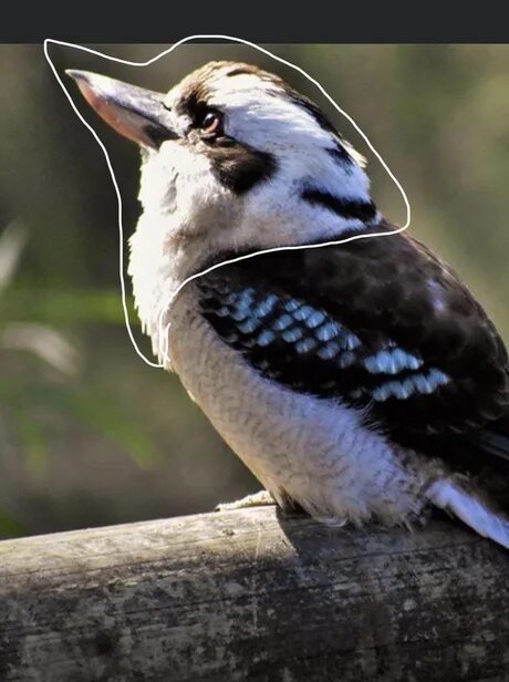 This kookaburra reminds me of someone - Kookabara, Pareidolia