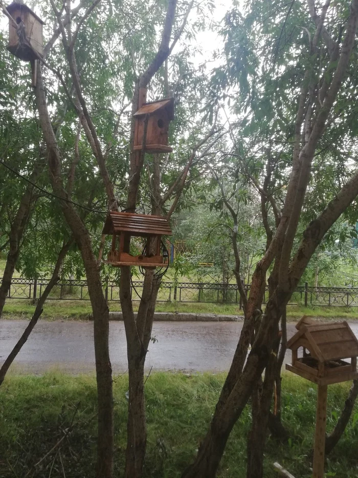 Birds are hiding from the rain - My, Birds, cat, Photo on sneaker, Rain, Trough, Longpost