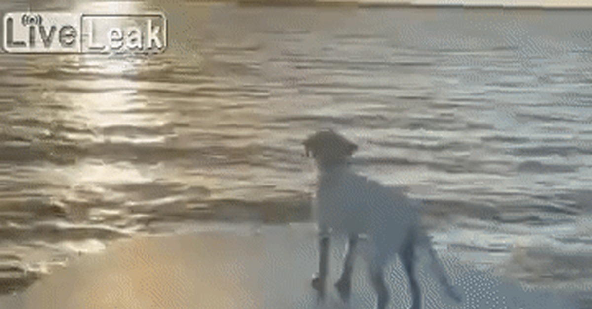 I feel like I can't stop anymore - Dog, Boat, Defecation, Can't Stop, Fear, GIF