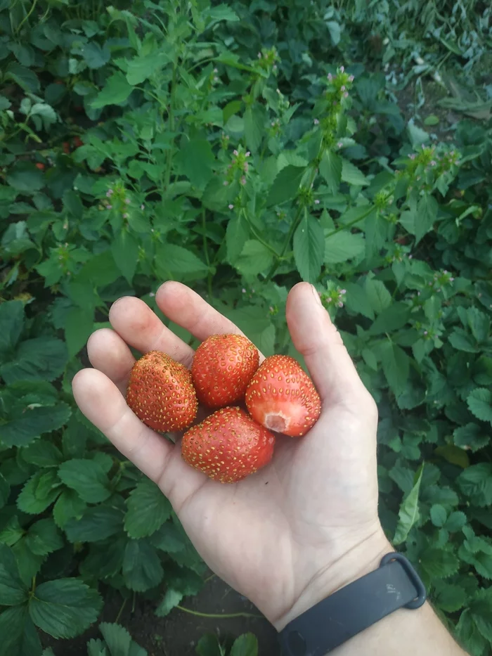 Abnormal Ural summer. The stubborn grandmother and the abandoned garden - My, Strawberry, Garden, Grandmother, Longpost, Strawberry plant, Strawberry (plant)