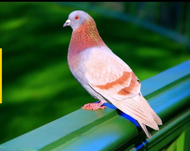 Bright, smart, vindictive: 9 facts about pigeons - Birds, Pigeon, Interesting, Facts, Copy-paste, Longpost