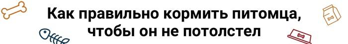 как понять что кот толстый. 1594815384187951774. как понять что кот толстый фото. как понять что кот толстый-1594815384187951774. картинка как понять что кот толстый. картинка 1594815384187951774.