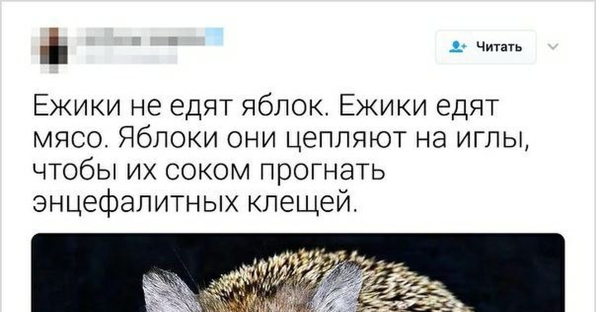 Что можно ежам
