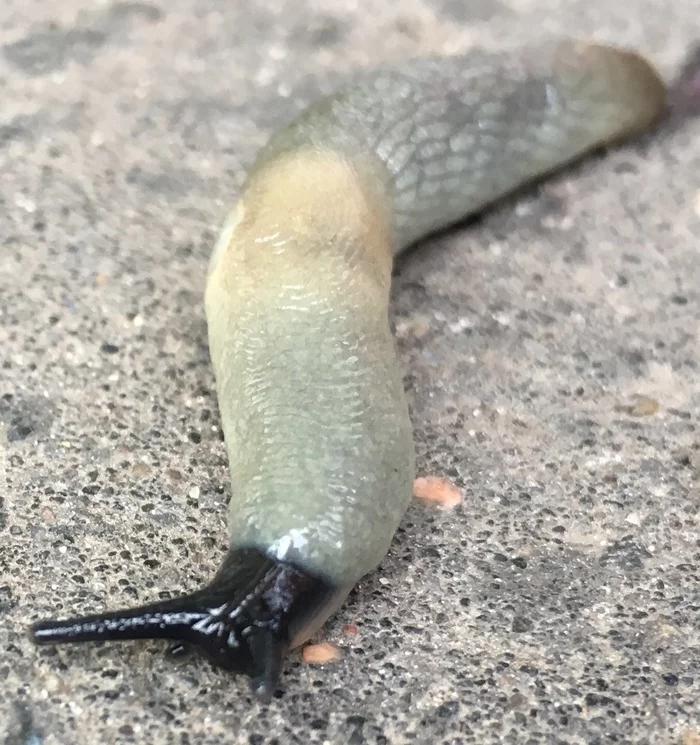 Macro photo, almost - My, iPhone 6s, Asphalt, Day, Slug