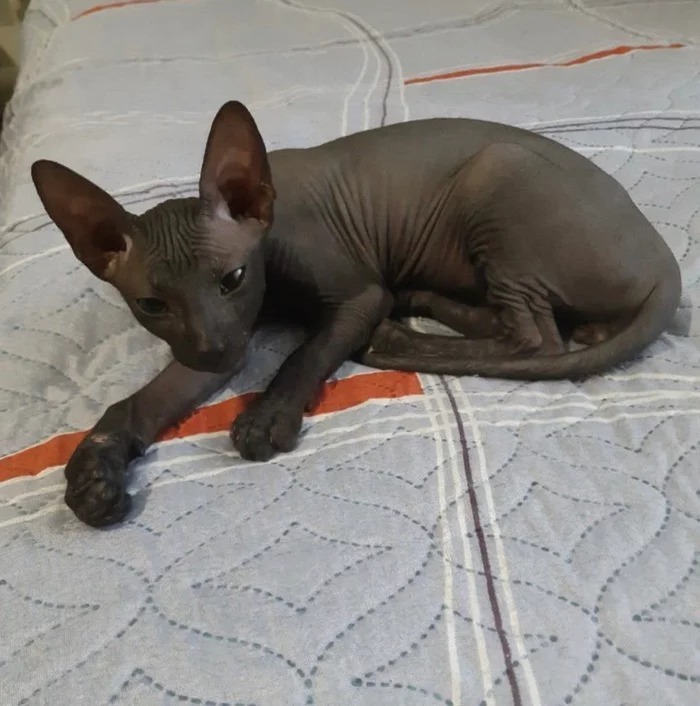 Tame the Don Sphinx - My, Sphinx, Don Sphynx, Demon, Help, cat, Evil