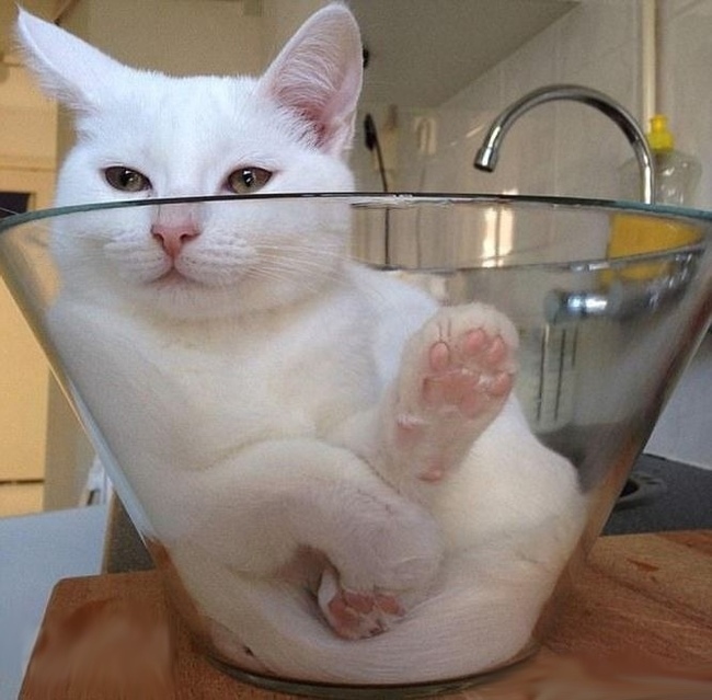 Irrefutable evidence that cats are liquid - Cats are liquid, cat, All amenities, Good mood, Longpost