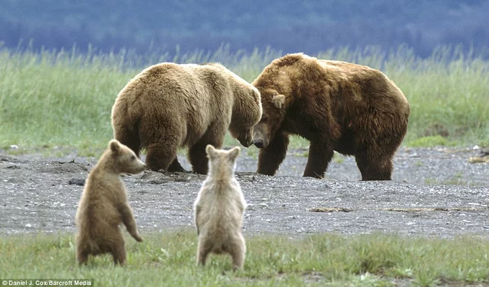 Adults and children) - The Bears, Alaska, Wild animals, The photo, From the network, wildlife