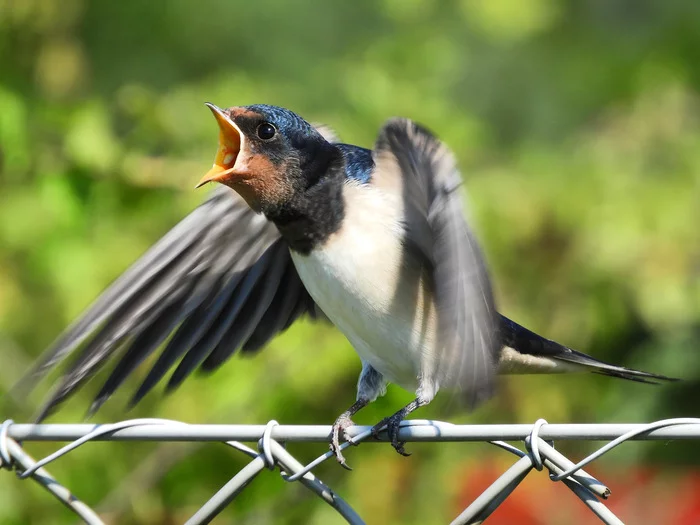 From the life of a chick swallow - My, Martin, Chick, Longpost