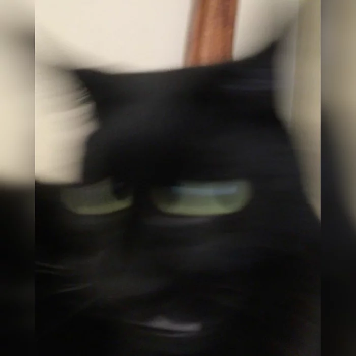 Sketches of shitty blurry cats. Part 1 - My, cat, Drawing, Illustrations, Sketch, Humor, Animals, Funny animals, Longpost