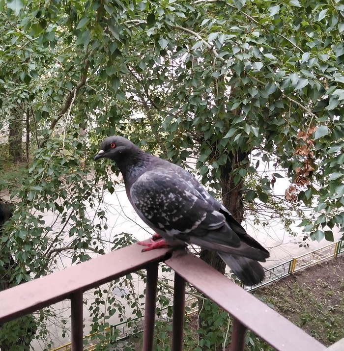 Кто контролирует инфосайты?