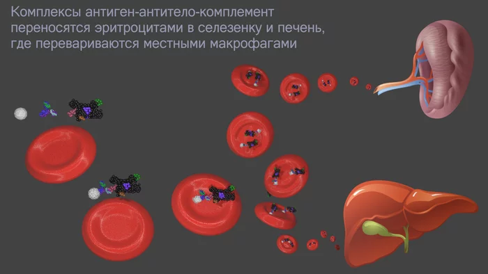 Our internal troops: antibodies - what happened next? - My, Immunity, Immunology, The medicine, Antibodies, Biology, GIF, Video, Longpost