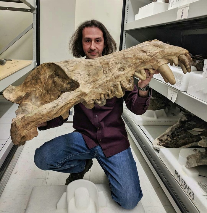  (Andrewsarchus mongoliensis) , , , , ,  