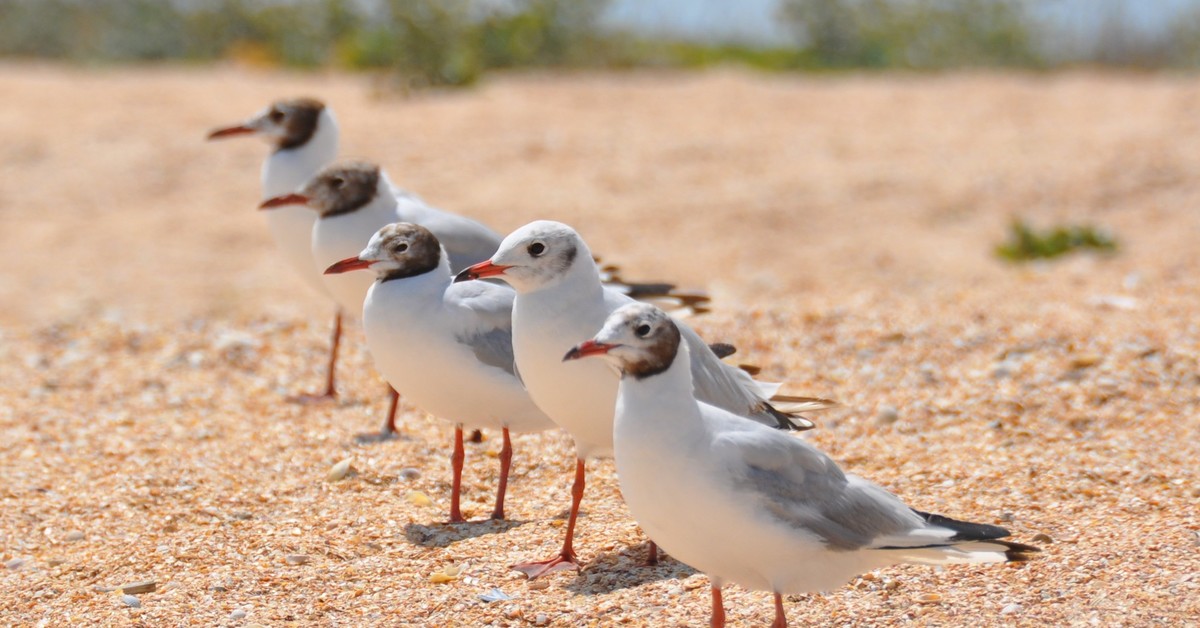 В одну шеренгу становись! | Пикабу