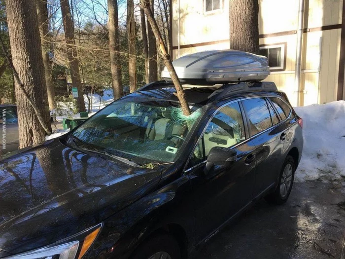 Not today, Ents! - Auto, Windshield, Bough, Carried, Branch