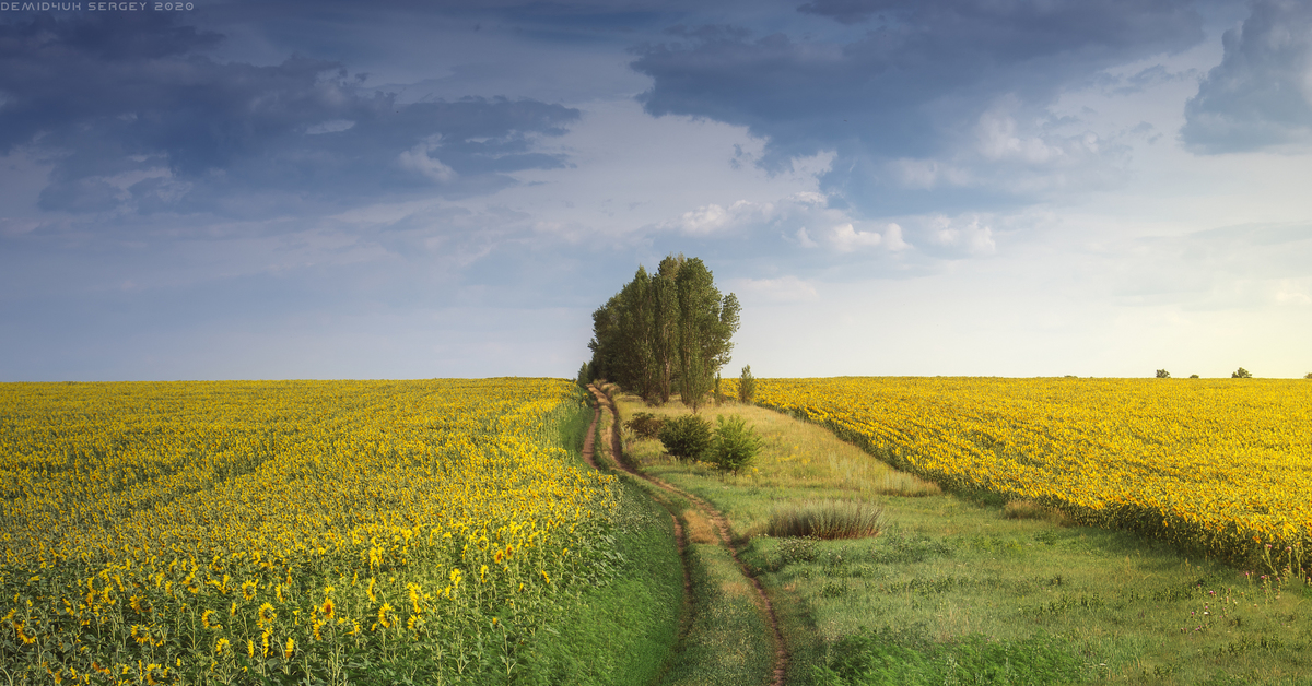 Поля помех. Пейзаж поле. Пейзажи Украины. Пейзаж поле лето. Поле перспектива.