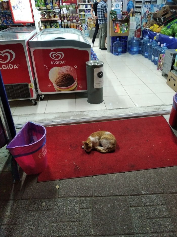 � ��� ����