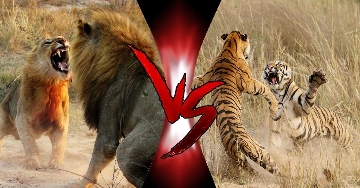 Битва животных в природе видео. Лев против тигра. Масайский Лев против тигра. Лев против тигра реальные битвы.