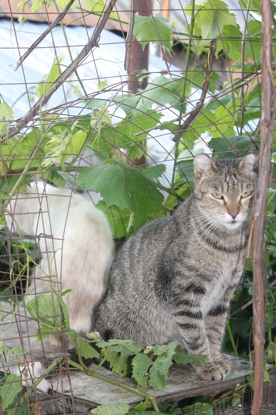 Life at the Kotoland home shelter 241 - My, cat, Shelter, Lipetsk, Shelter Cotoland, Kindness, Help, In good hands, Longpost