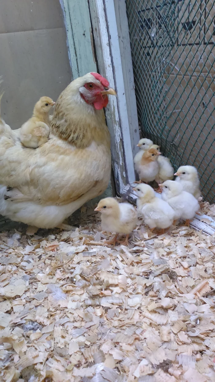 Future member of the chicken coop - My, Funny animals, Ambitious leader, Hen, Chickens