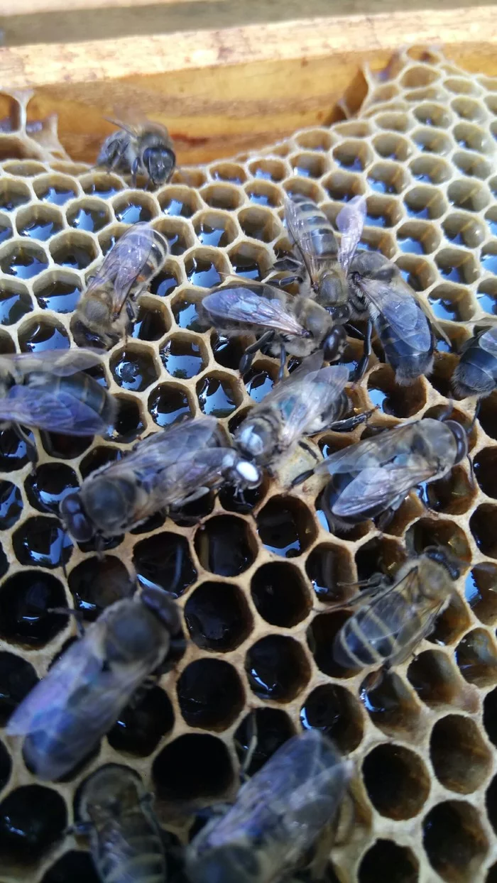 Albino drone - My, Apiary, Bees, Beekeeping, wildlife, Animals, Insects, Video, Longpost