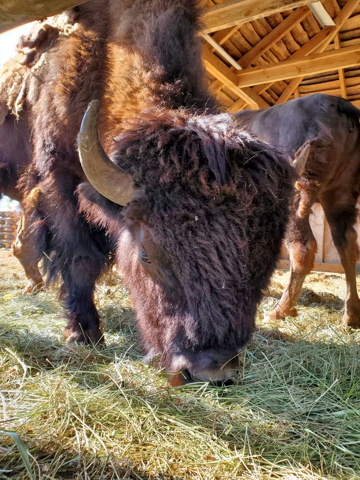 Co... bison are grazing in the meadow - My, Buffalo, Animals, Mobile photography, Eat, The photo, Video, Longpost, Vertical video